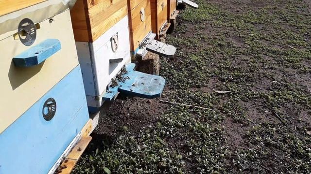 Осенний медонос около пасеки. Взяток в октябре смотреть онлайн