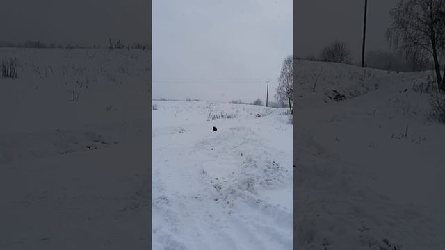 СОБАЧКИ ТАКСЫ ГУЛЯЮТ смотреть онлайн