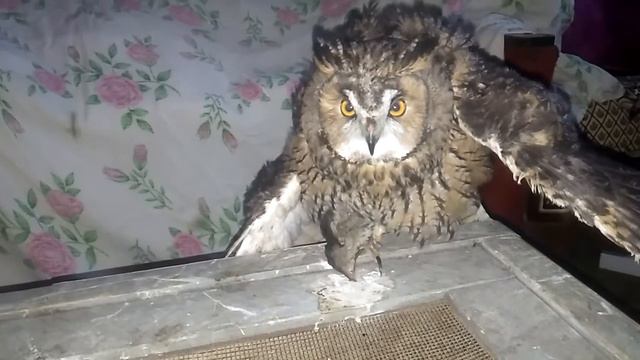 [Ушастая сова] • [Злюк] • [Архив] • Дай нормально поесть ... смотреть онлайн