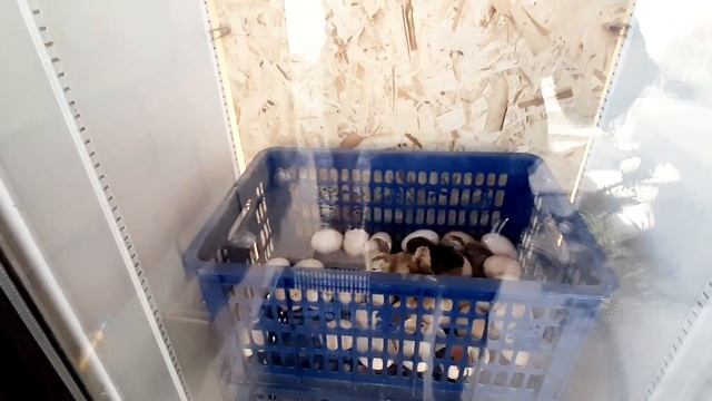 Инкубатор? свет учканда⛔?⛔ смотреть онлайн