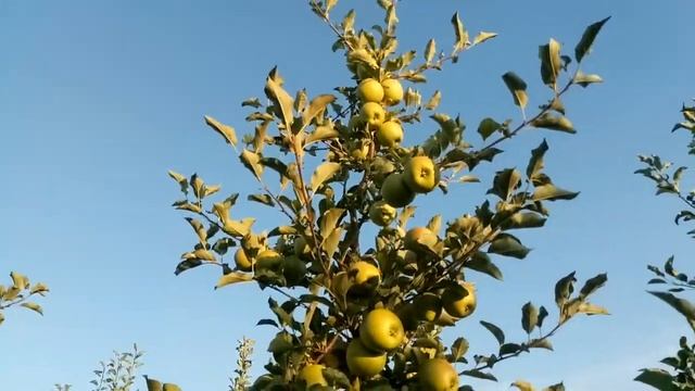 Сорт яблони Чемпион на ММ106, август смотреть онлайн