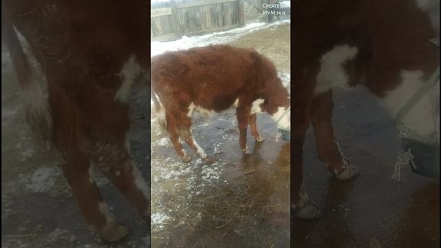 Как сделать намордник для телёнка, что бы не сосала молоко смотреть онлайн