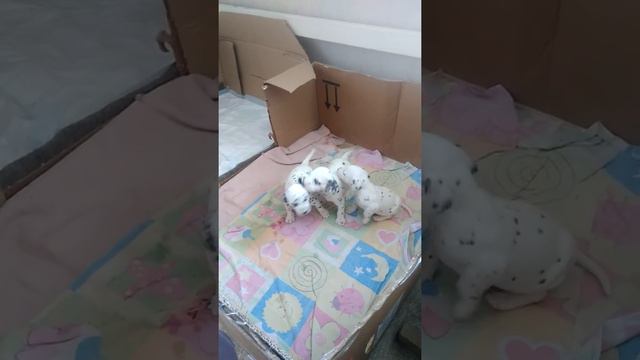 Попробовала дать игрушки малявкам