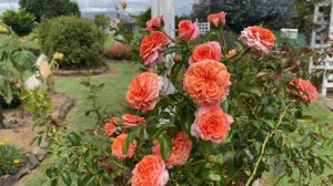 Orangerie Rose 22.  David Austin bred