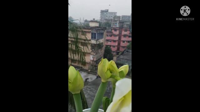 Alfresco Amarilis lily смотреть онлайн