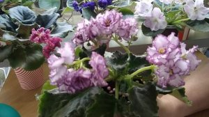 Фиалки - полив и подкормки без последствий. Советы начинающим.