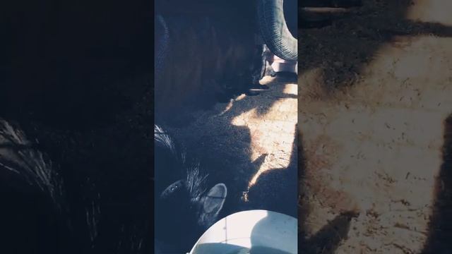 Лисы чернобурки знакомятся дома смотреть онлайн