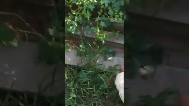 Змея и курица