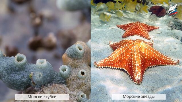 Выделение у растений и животных смотреть онлайн