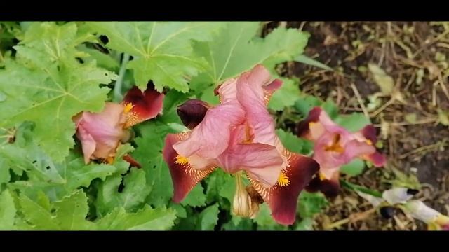 Мои Ирисы! Ирисы – удивительно красивые многолетние луковичные цветы! смотреть онлайн