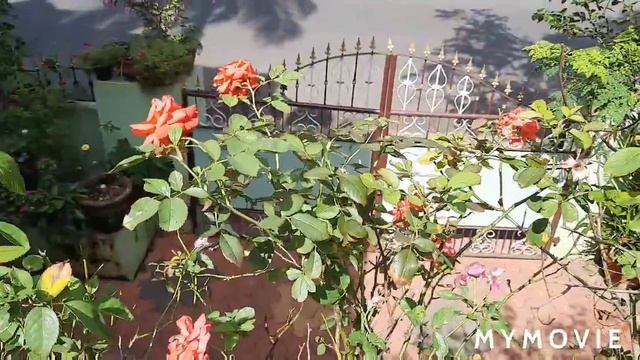 Protein powder fertilizer for rose plant смотреть онлайн