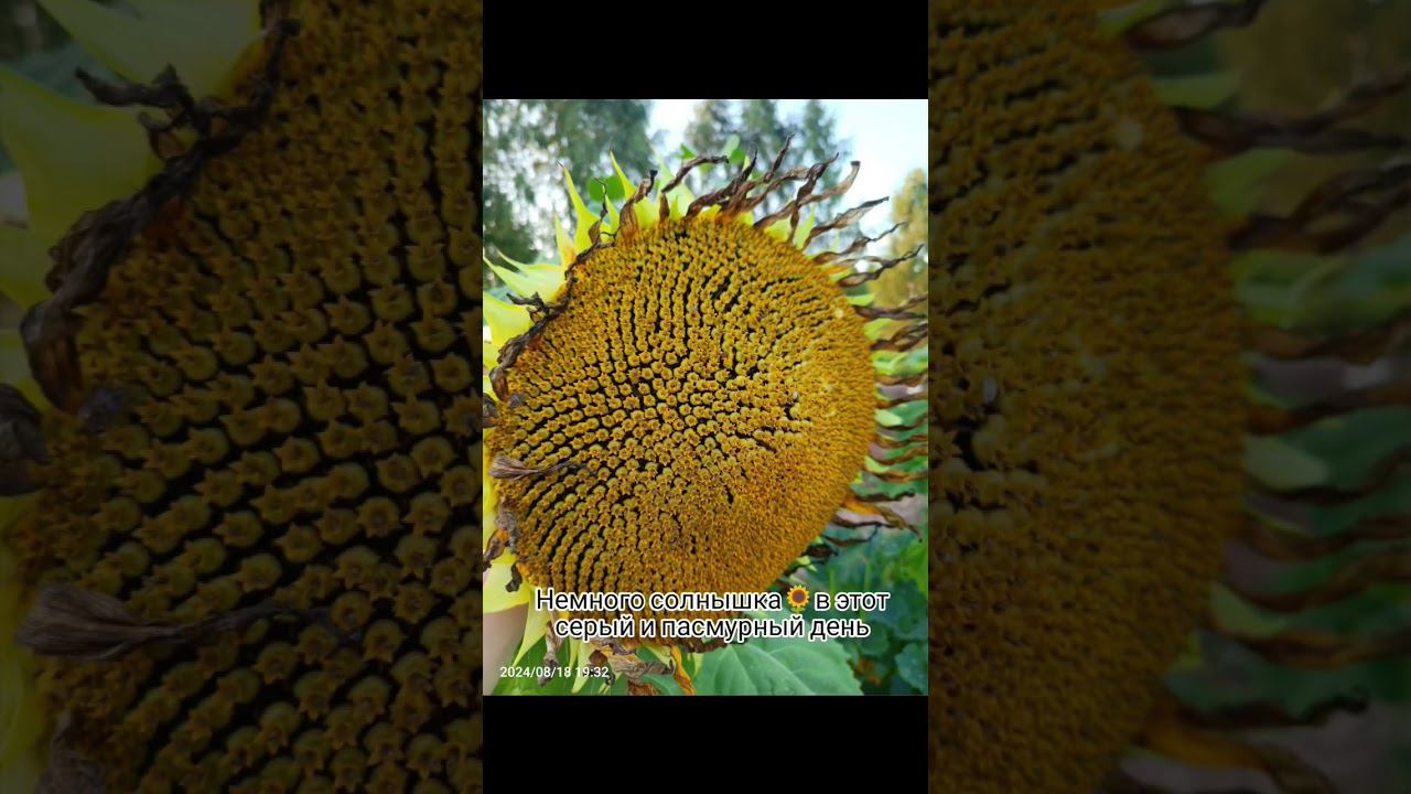 Немного солнышка в этот серый и пасмурный день