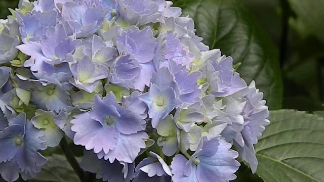 Hydrangea macrophylla Europa смотреть онлайн