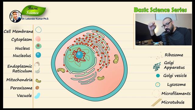 Animal Cell | Structure and Function | Animal Cell Model | Basic Science Series смотреть онлайн