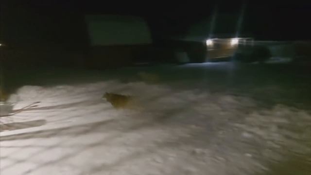 Лаек кормить/Мороз крепчает/ смотреть онлайн