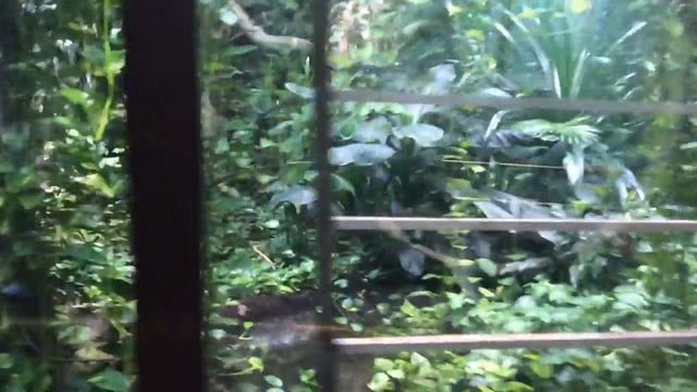 Бабочки в московском зоопарке - butterflies in Moscow zoopark 3. смотреть онлайн