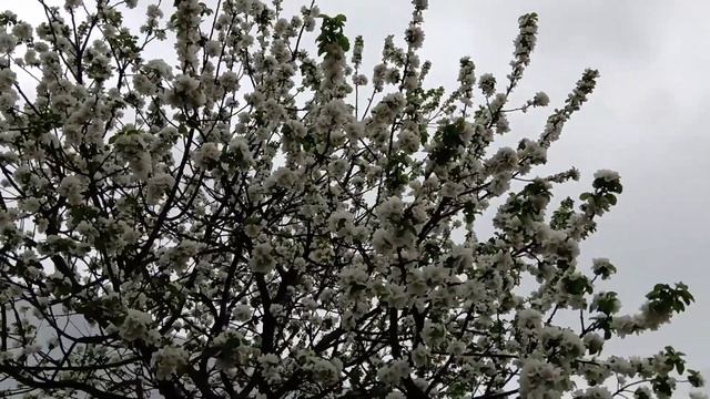 Яблоня. Уход. Посадка. Содержание. смотреть онлайн