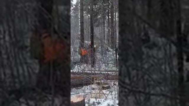 Валка леса. Расширение автодороги Тюмень-Ишим. смотреть онлайн