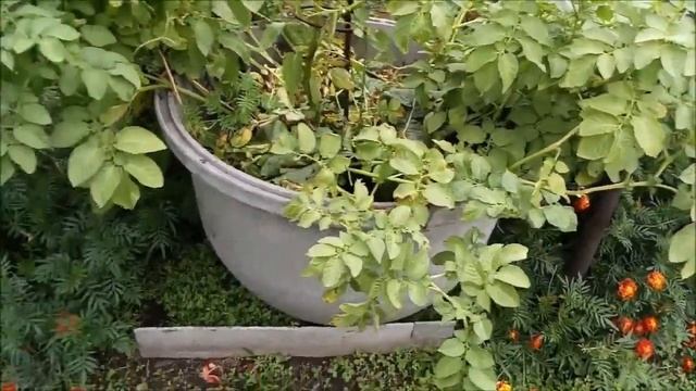 Восточный Казахстан Картошка в бочке 2021 г смотреть онлайн