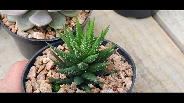 Identificando suculentas e cactos. (Capítulo 05) смотреть онлайн