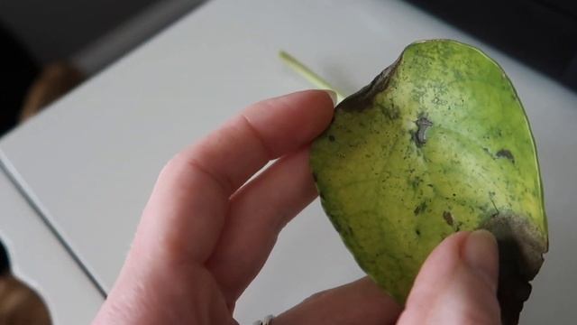 PROPOGATING A PILEA PEPEROMIOIDES | revive your dying plant смотреть онлайн