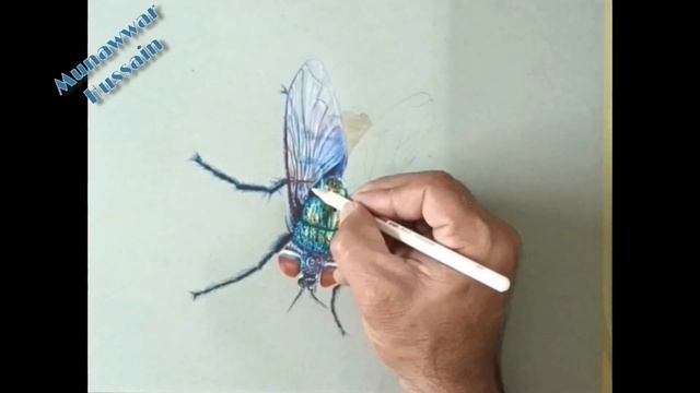 How to draw a fly, 3d Drawing of a green bottle fly, смотреть онлайн