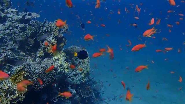diving Tahiti 4 смотреть онлайн
