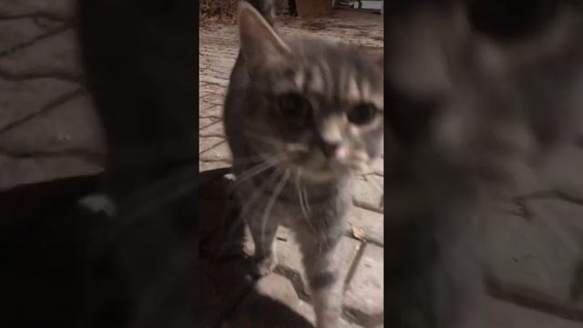 Дворовые кошки - самые крутые! смотреть онлайн