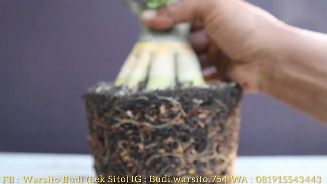 GRAFTING AKAR EMAS ADENIUM . PROSES 10 BULAN ++ смотреть онлайн
