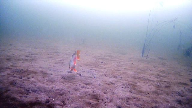 Вот так бы все крупные окуни клевали! #fish #fishing #perch #окунь #рыбалка #beautiful #underwater смотреть онлайн