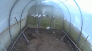 Николаевские голуби   Купил чисто торцовых голубей