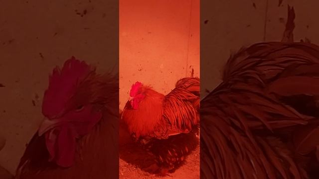 петух ? орпингтон золотистый чёрно-окаймлённый. смотреть онлайн