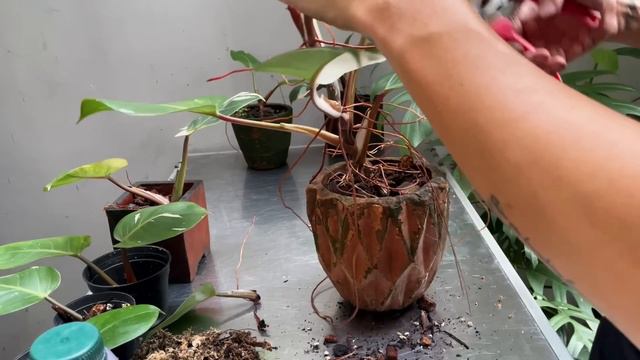 Philodendron erubescens 'White Knight' Care Tips and Propagation - WITH SATISFYING UPDATES! смотреть онлайн