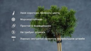EDSAL WOOD - Сосна горная (Pinus mugo 'Edsal Wood') — описание растения