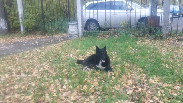 Жалко бездомную собаку смотреть онлайн