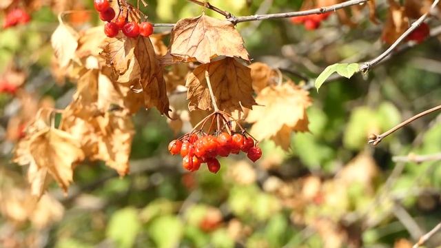 Ветка с гроздью ягод спелой красной рябины и желтыми листьями