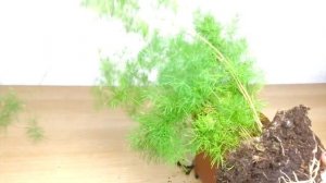 АСПАРАГУС Шпренгера  - особенное выносливое растение. Как ухаживать дома? Полив, свет, пересадка.