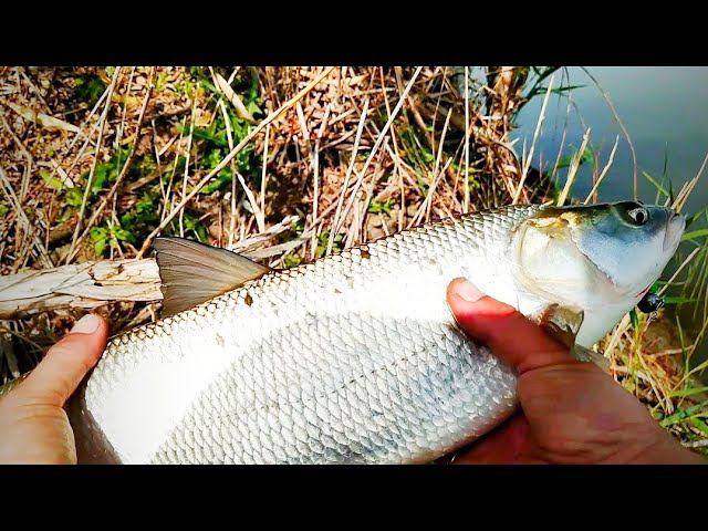 МУРАШКИ ПО КОЖЕ !!! РЫБАЛКА В МАЕ! Рыбалка нА СПИНИНГ 2021! смотреть онлайн