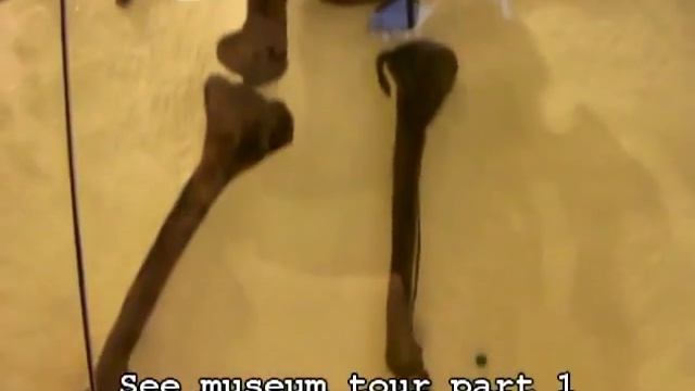 Dinosaur News Center Museum Tour: Missing Footage