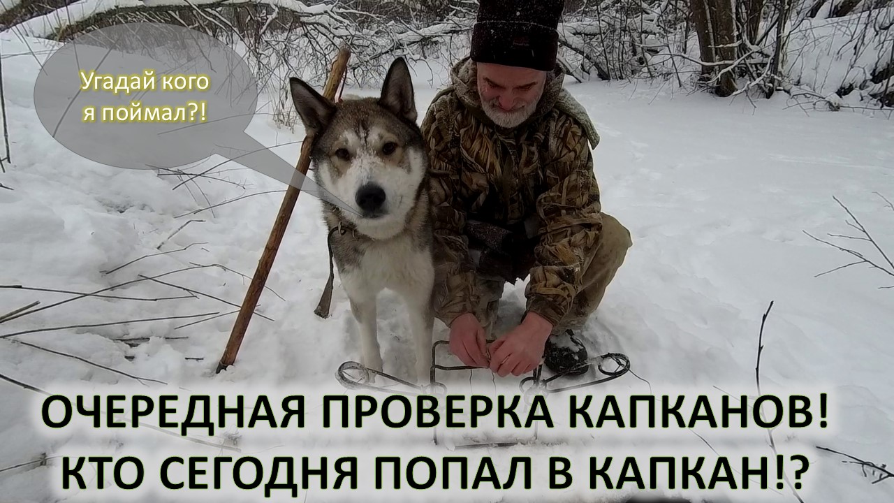 Охота на бобра. Очередная проверка капканов и новая добыча. смотреть онлайн