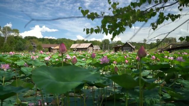 432 Гц Исцеляющих вибраций-Relax music piano, for sleep. смотреть онлайн