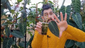 Philodendron Gigas Review | 2 year old Philodendron Gigas | Good & Bad