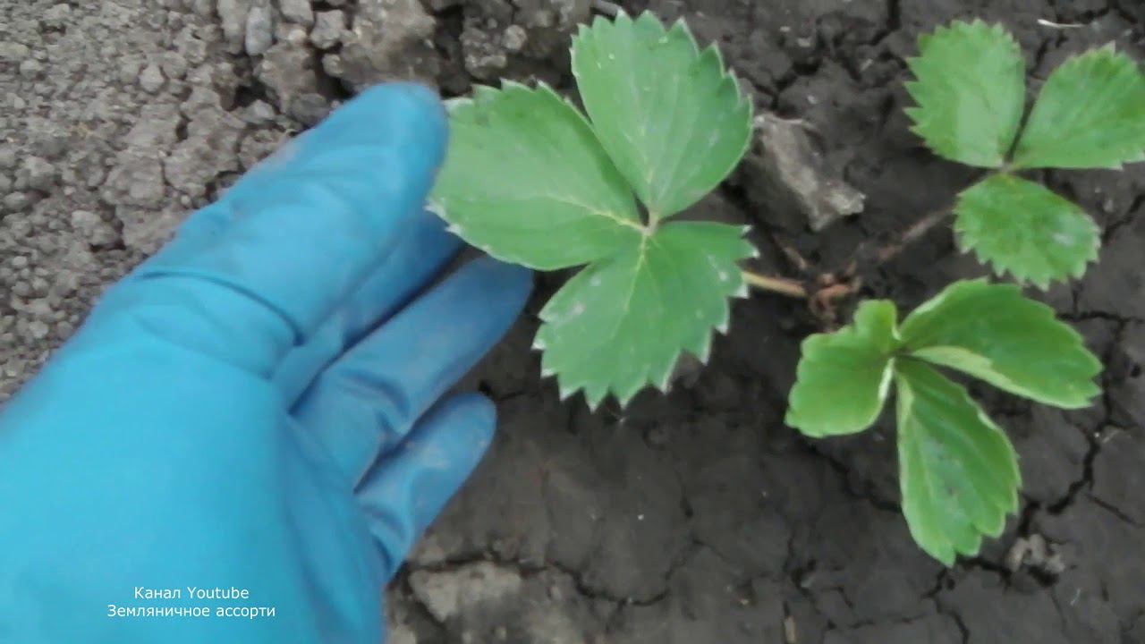 КАЛИЙНОЕ ГОЛОДАНИЕ КЛУБНИКИ СИМПТОМЫ ПРИЧИНЫ УСТРАНЕНИЕ ДЕФИЦИТА КАЛИЯ смотреть онлайн