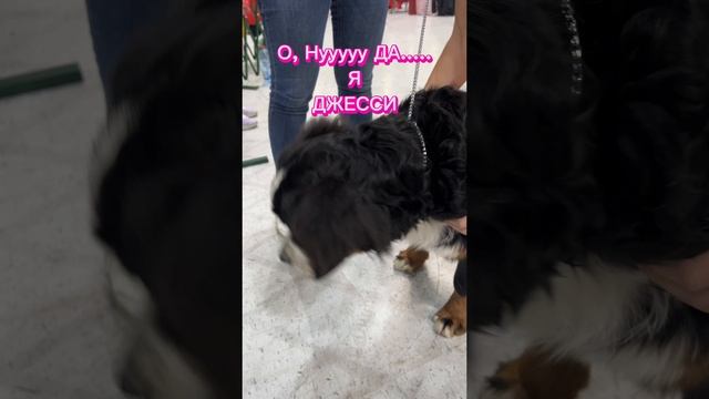 на выставке СОБАК ? #животные #собака #ЯрославКовалев #популярное #дети #детям смотреть онлайн