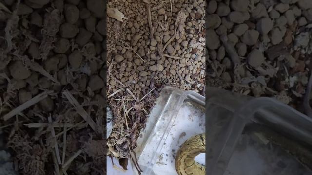 Python Regius cosplay Anaconda (2) смотреть онлайн