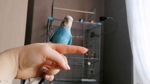Приручение и адаптация волнистого попугая. 18 день дома. ОСВОИЛСЯ))