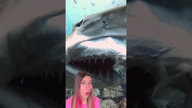 #акула #показала #челюсти #обзор #обзоры #животные #акулы #рыба #рыбы смотреть онлайн