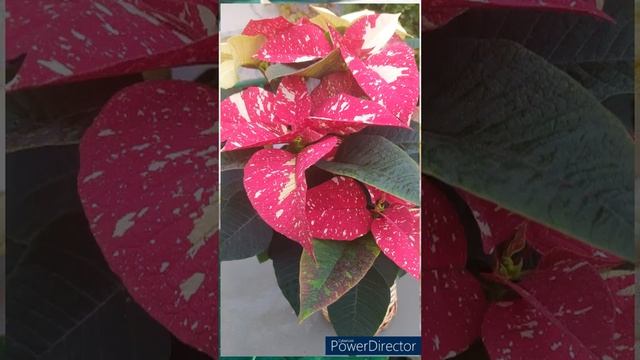 ? Flor de Pascua, pascuero o poinsettia (Euphorbia pulcherrima 'Superba Glitter'). ? смотреть онлайн