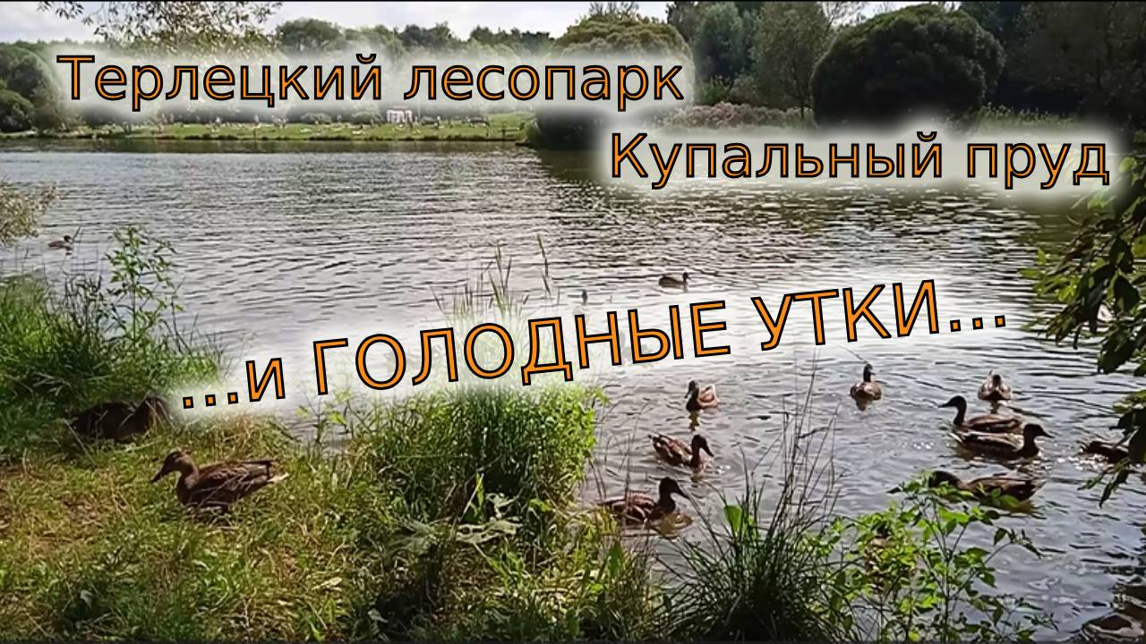 Кормим уток на прогулке в Терлецком лесопарке смотреть онлайн