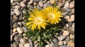 Молодило в саду